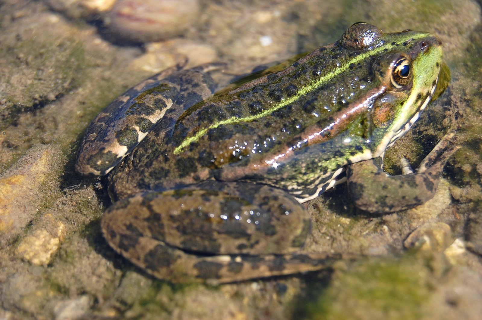 a frog with brown and green stripes standing on some rocks