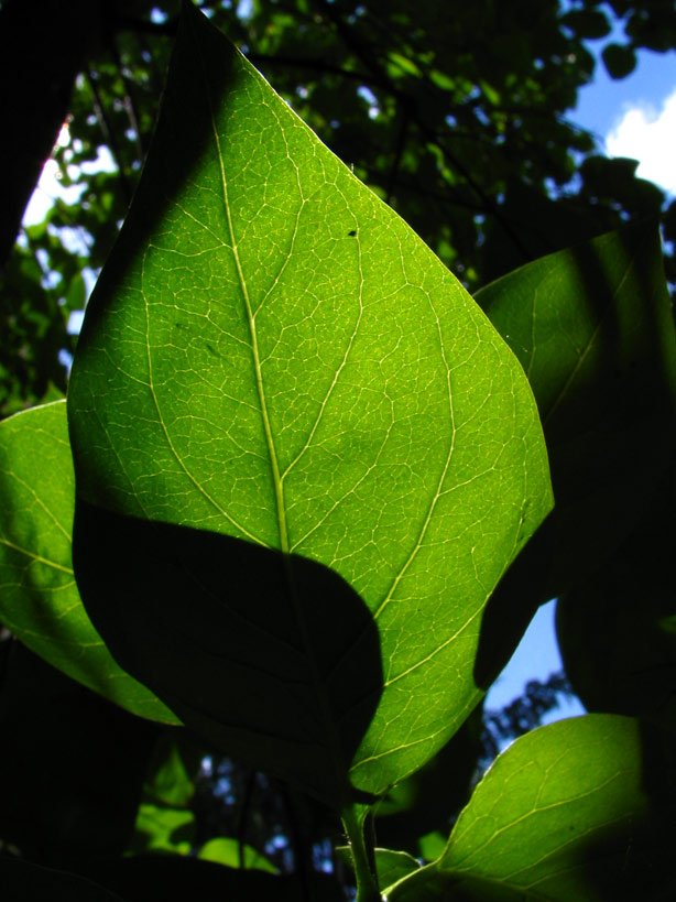 the underside of a green leaf against a bright sky