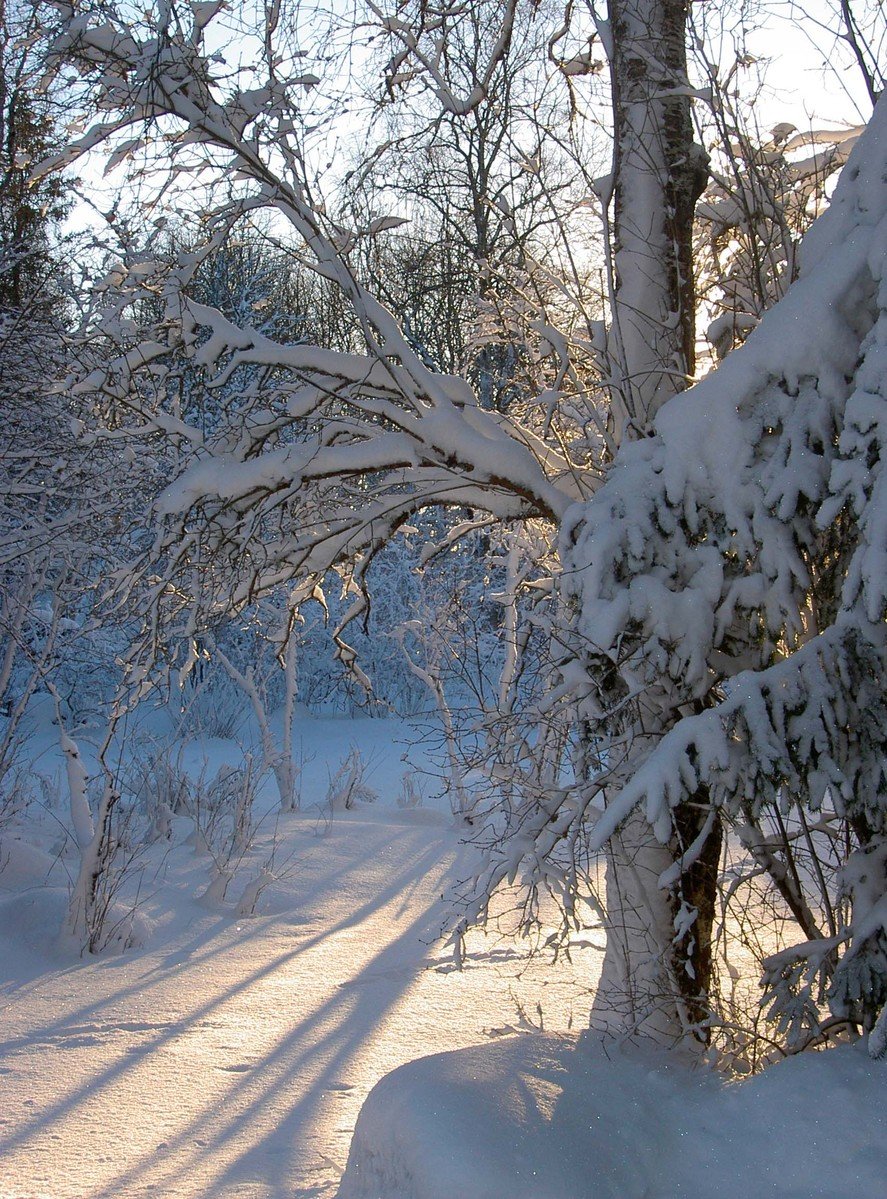 snow covered ground and trees along a path