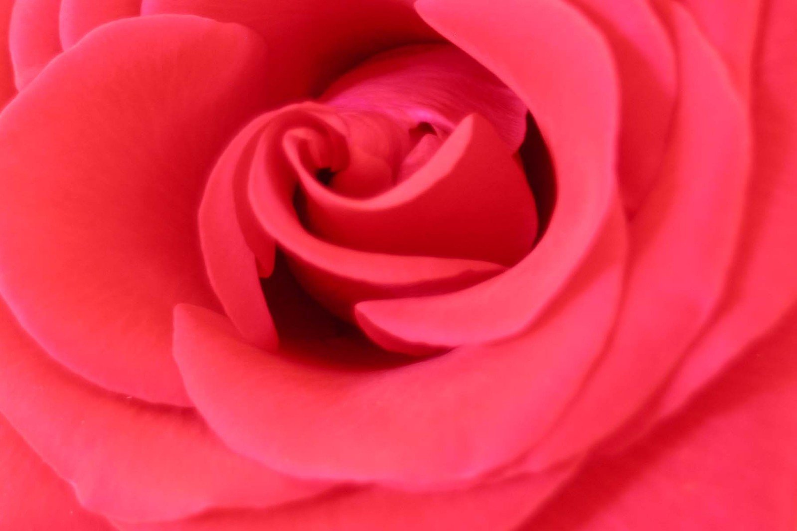 the center of a flower that is being blown