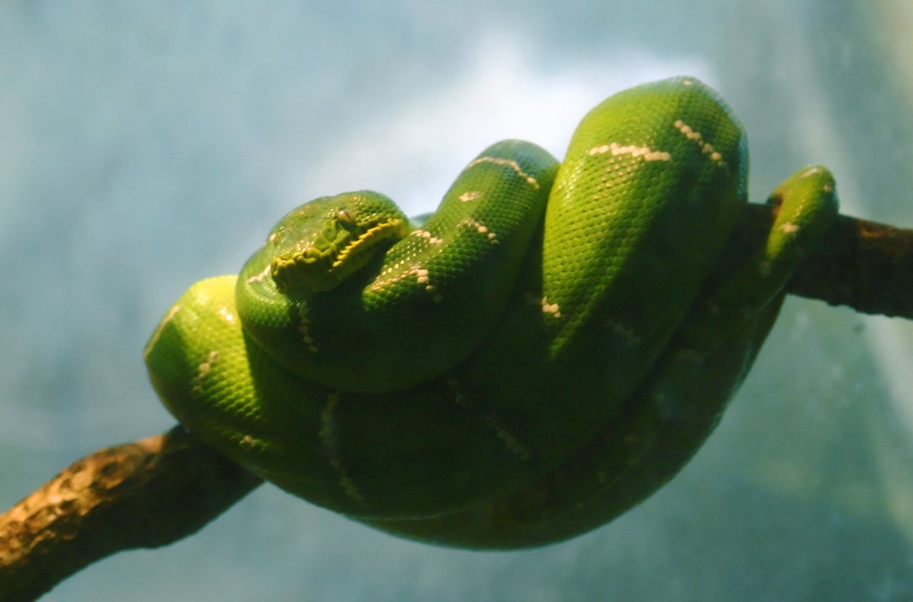 a snake's head rests on the side of a tree nch