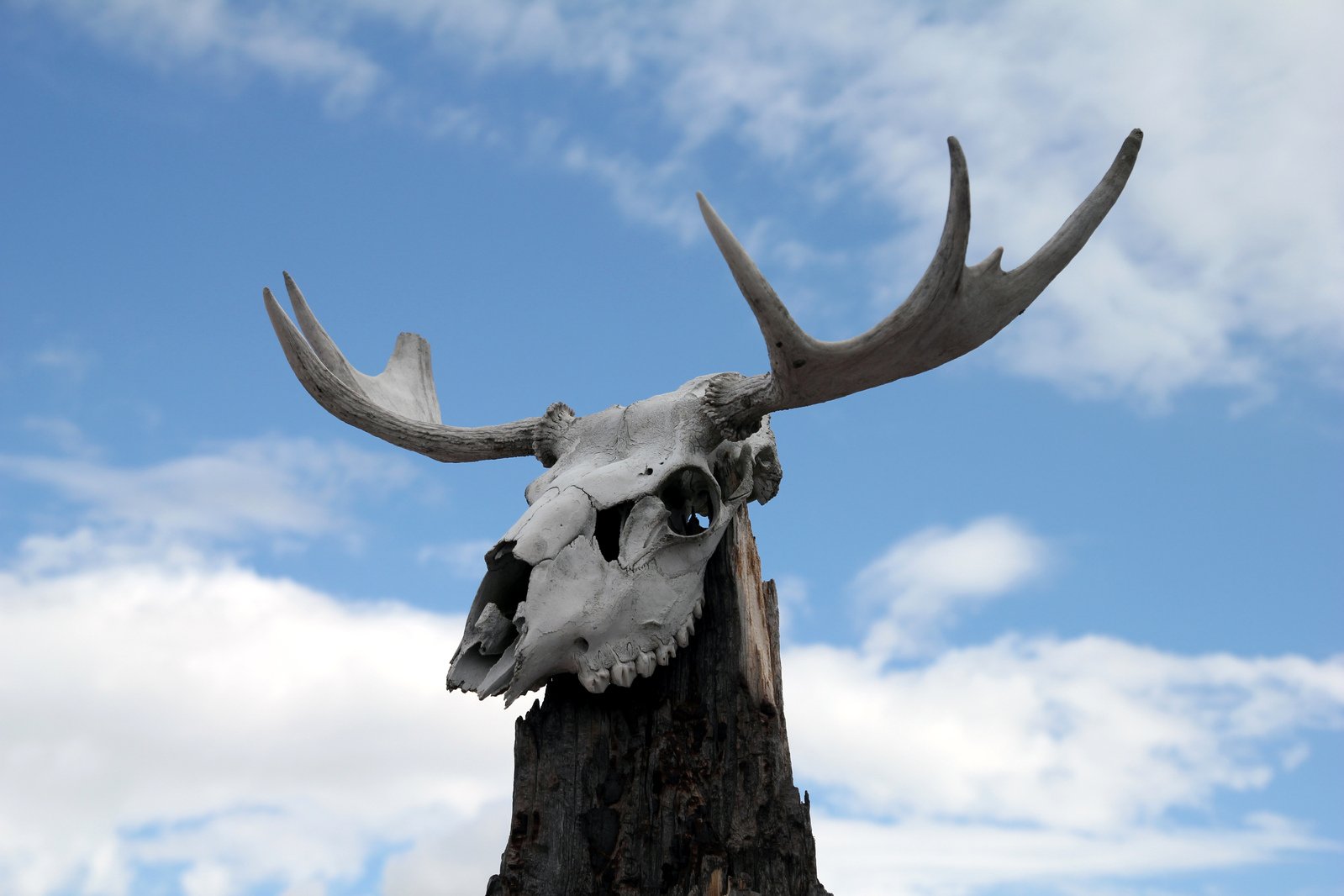 there is a fake deer skull on top of a dead tree