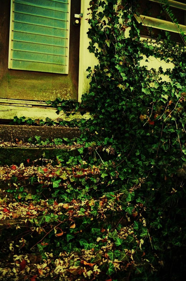 ivy covers a window in an abandoned building