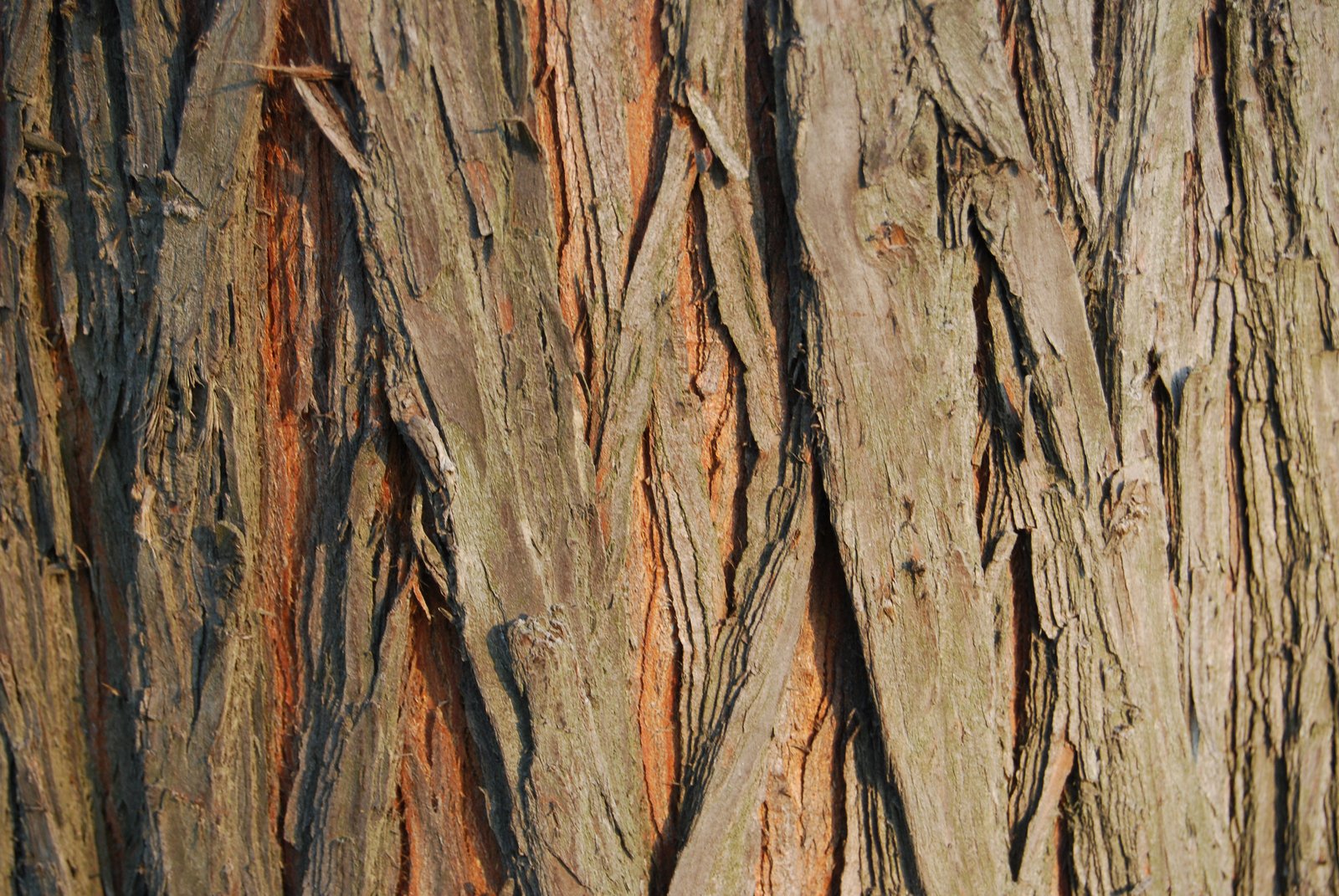 closeup on the bark and nches of an ancient tree