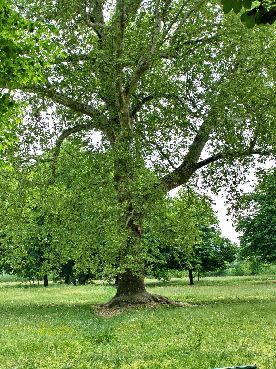 a very big tree in the middle of a grassy area
