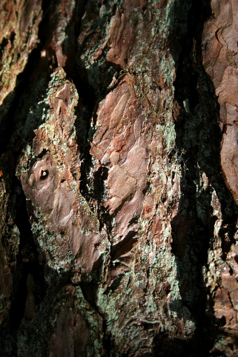 closeup of the bark on a tree with dark brown and green lichen
