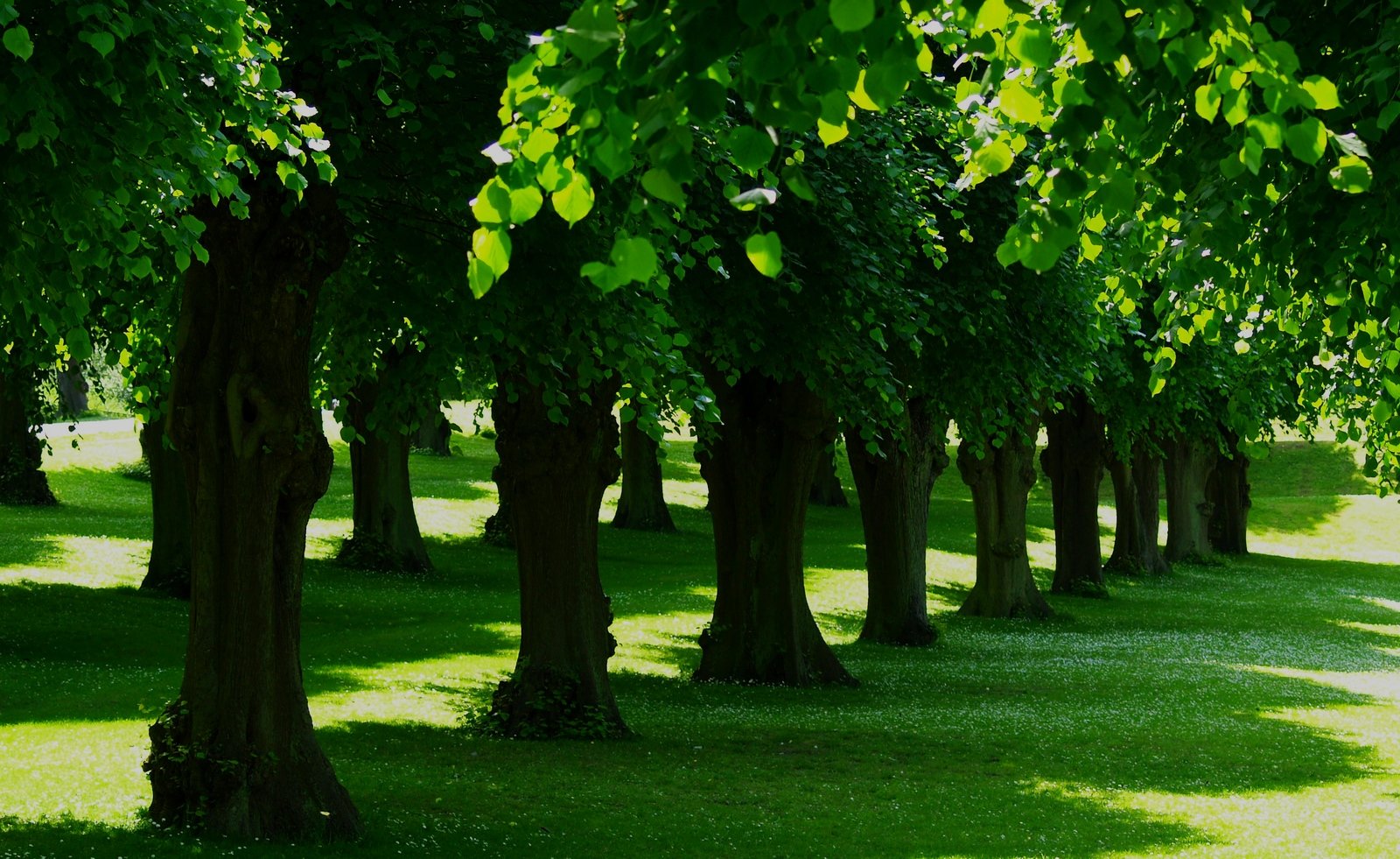 a park with trees all around on a sunny day