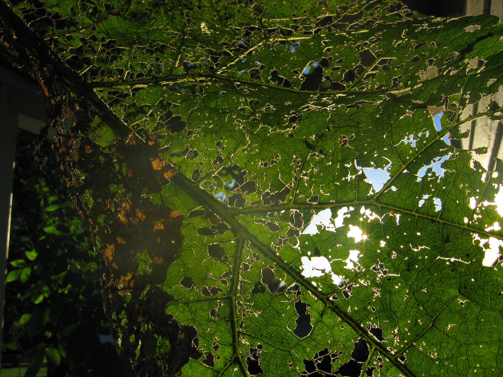 the sun shines brightly through the green leaves