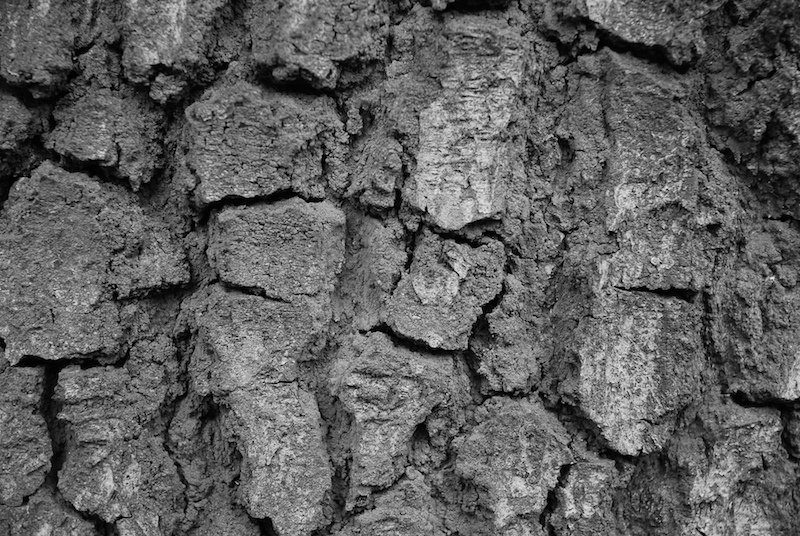 a bark on a tree textured by the bark