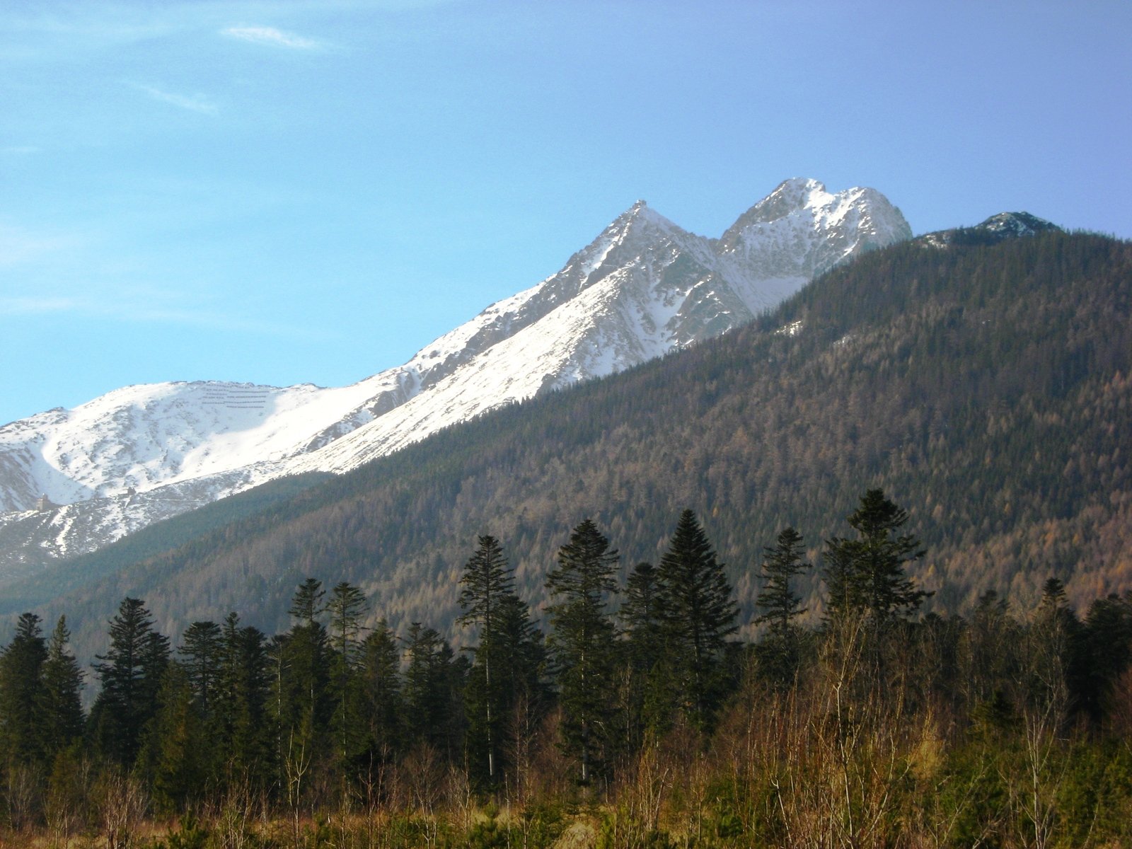 mountain side with snow capped peaks and trees