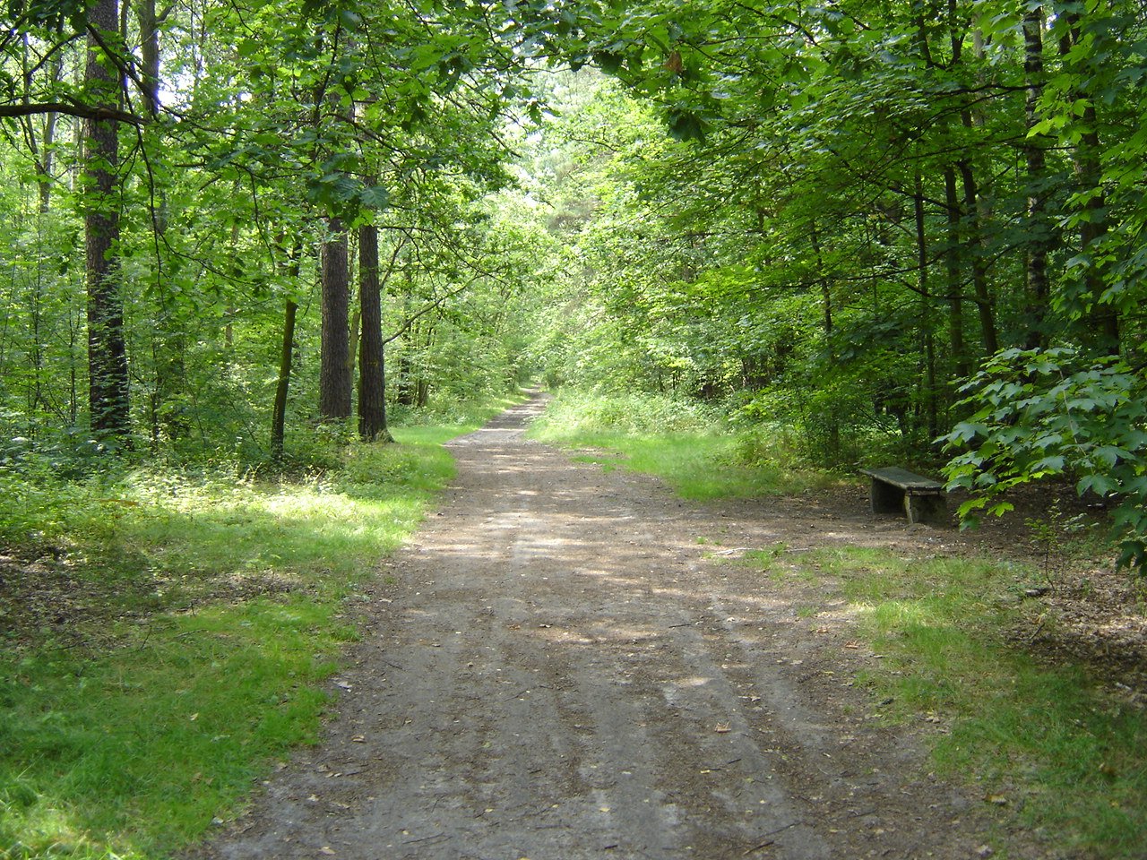 the dirt road in the middle of the woods is empty