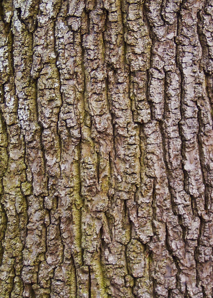 the trunk of a tree with multiple s