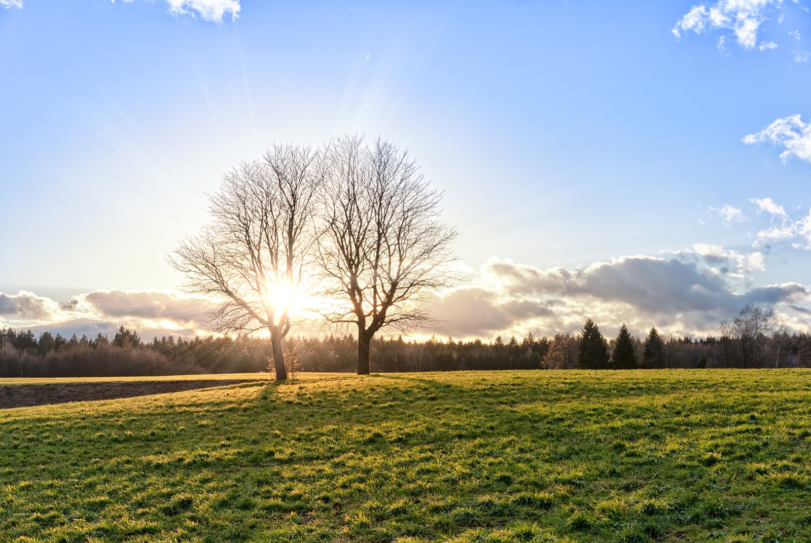 a lone tree in a field of grass on a sunny day