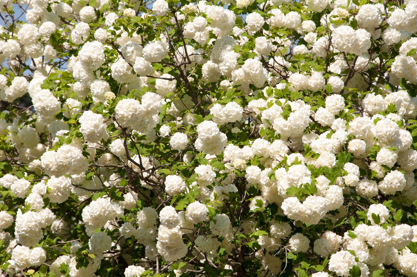white flowers are hanging from a large tree