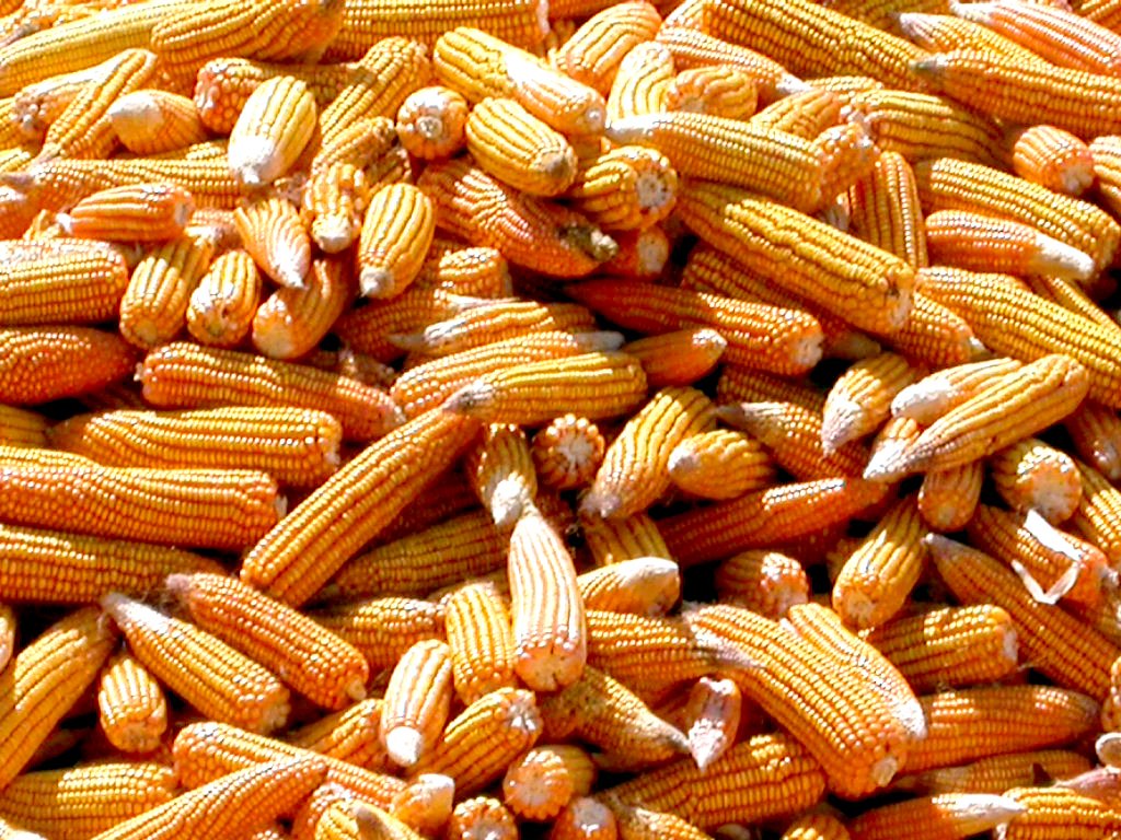 a pile of sweet corn is displayed for sale