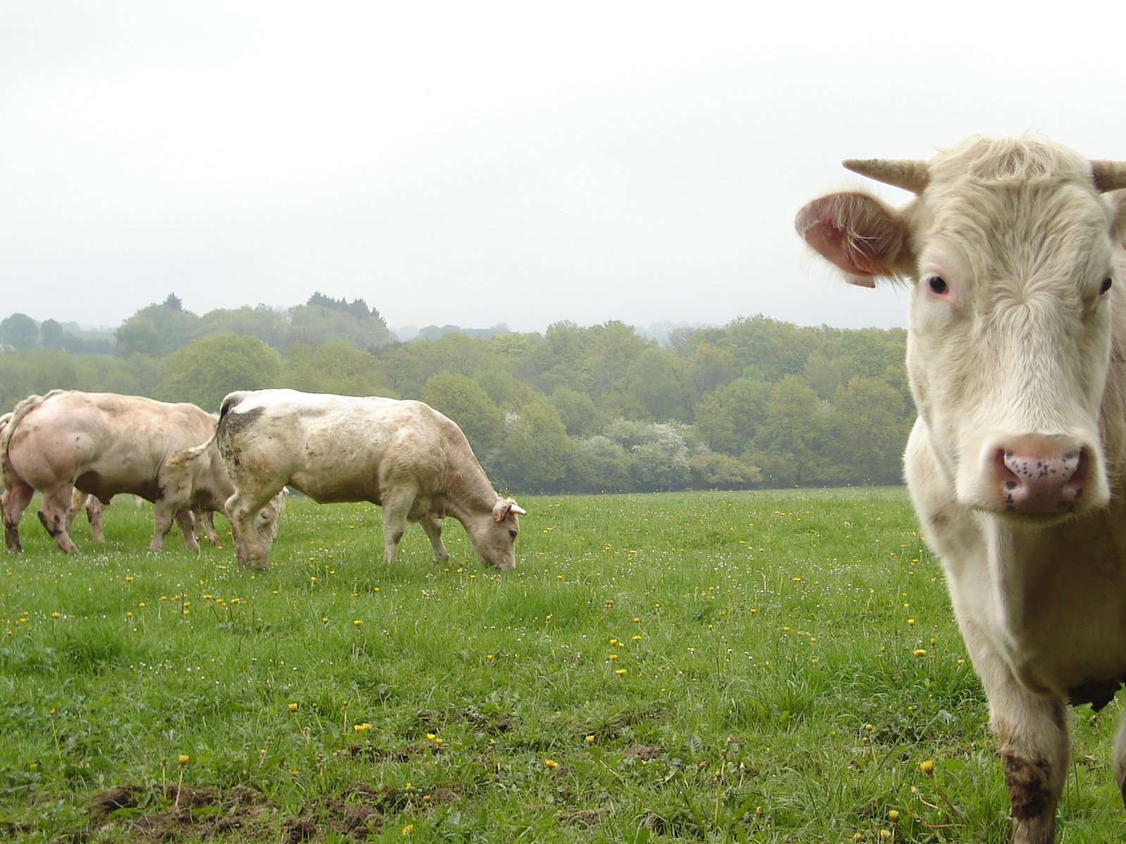 cattle grazing in large open grassy area on cloudy day