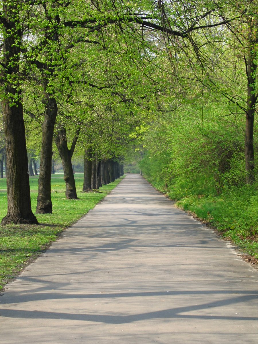 a scenic paved path surrounded by trees and grass