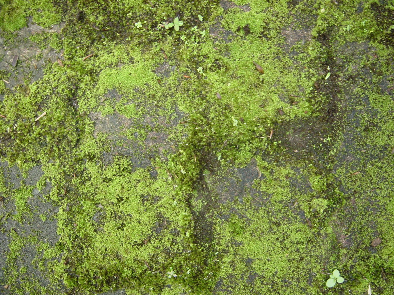 green mossy rock near some leaves and trees