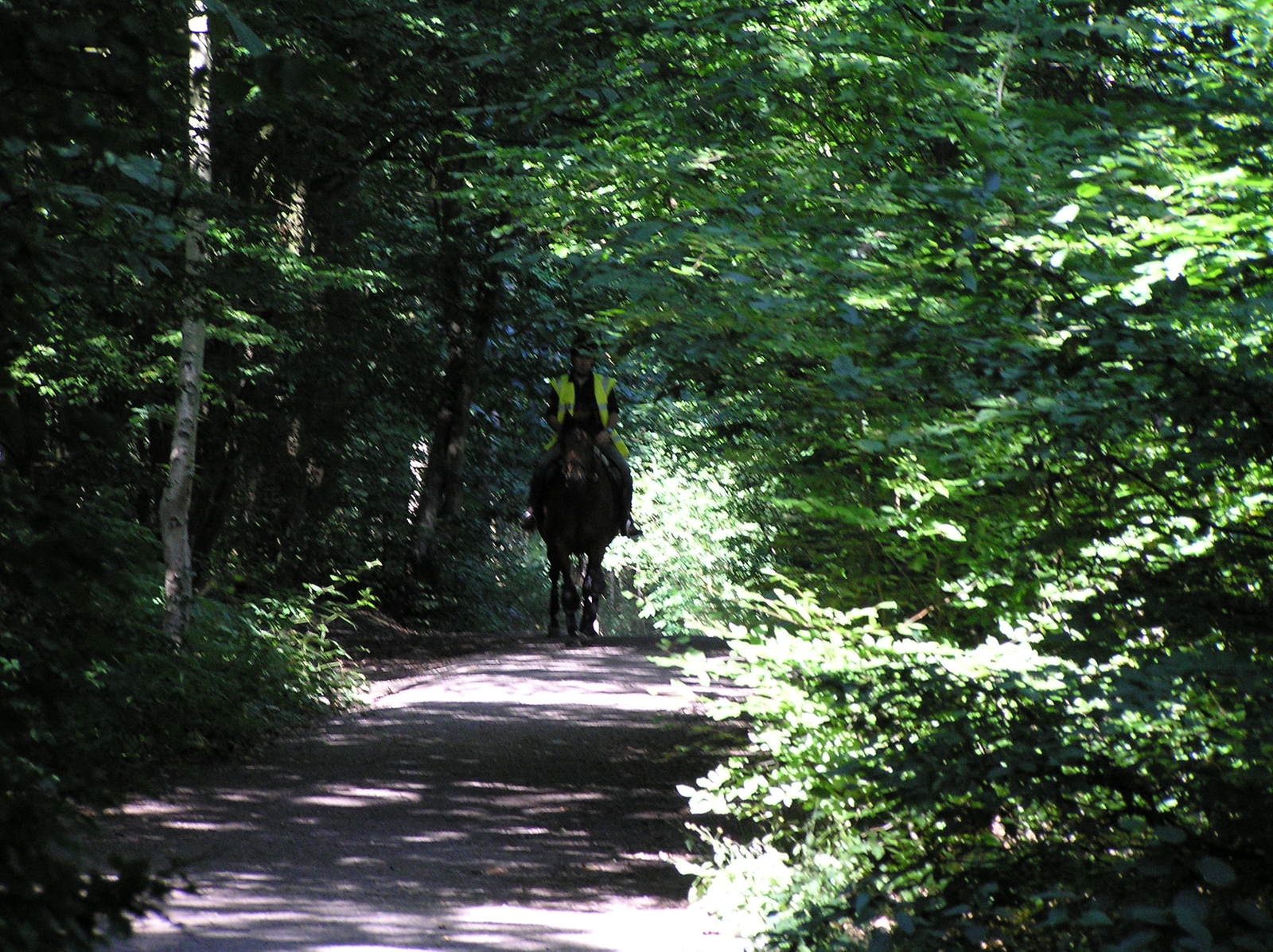 a trail leading through the woods on horseback