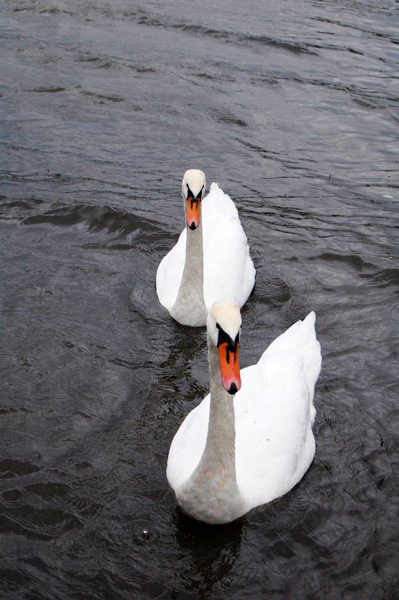 two swans are floating on the water