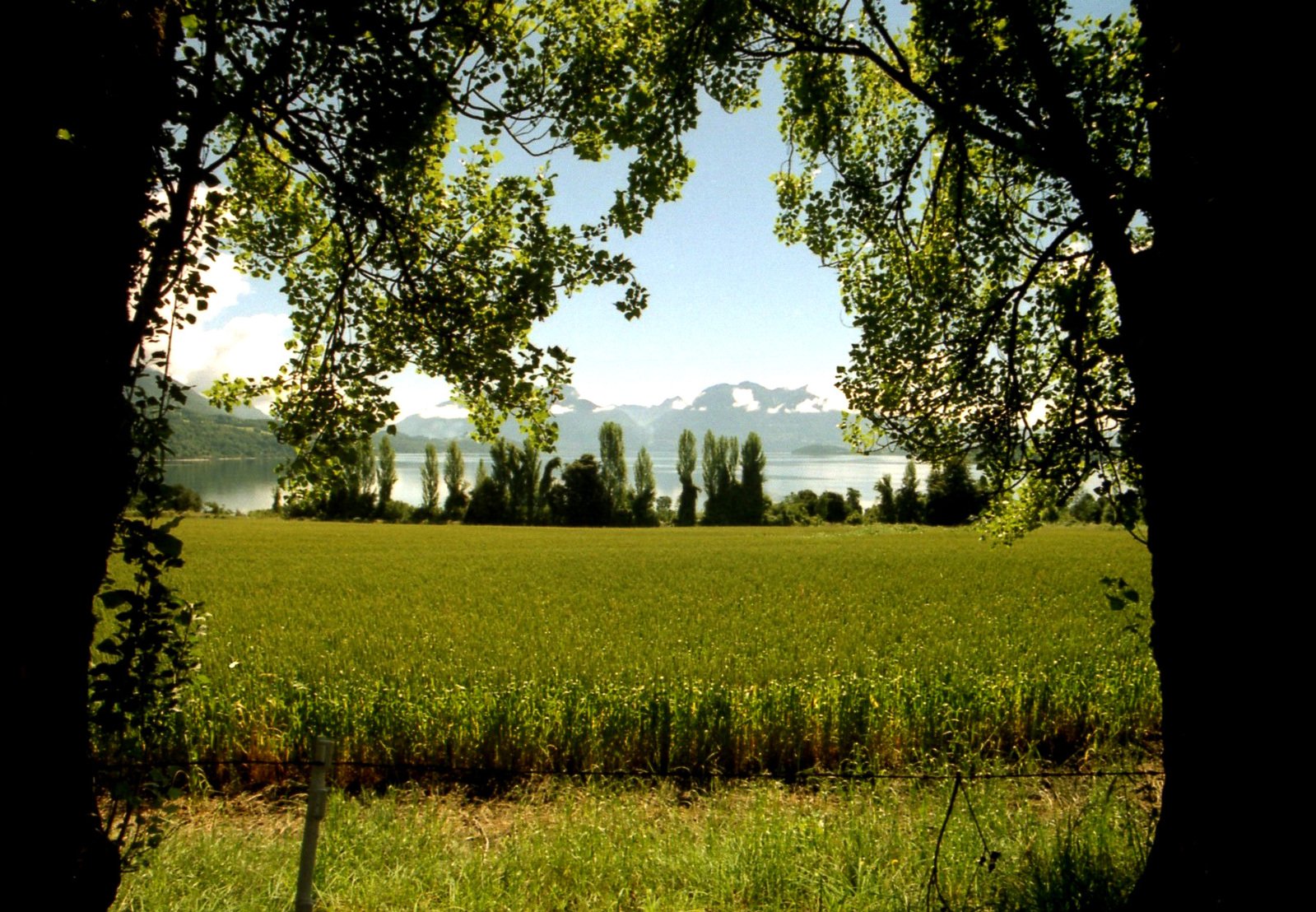 an open green field near a large lake