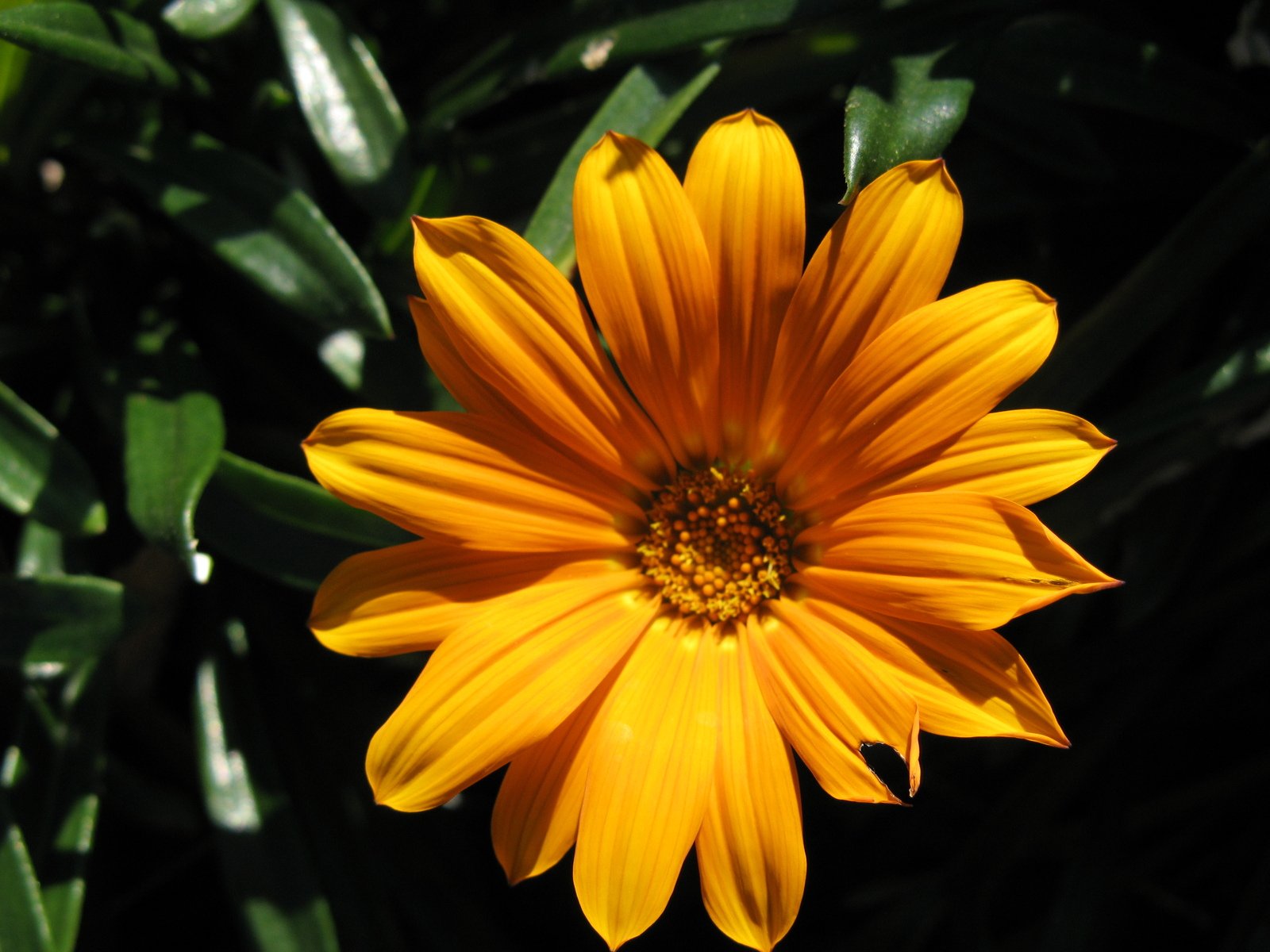 a sunflower with its bright yellow petals