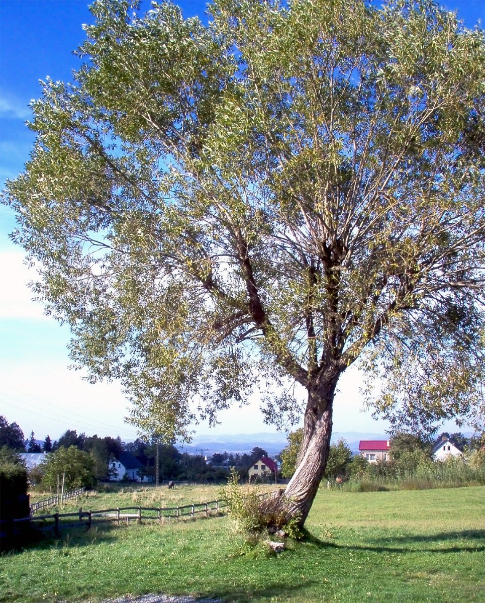 a large green tree stands in the middle of the field