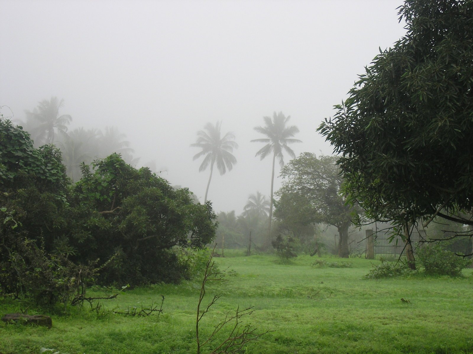 an open grass field with some palm trees in the distance