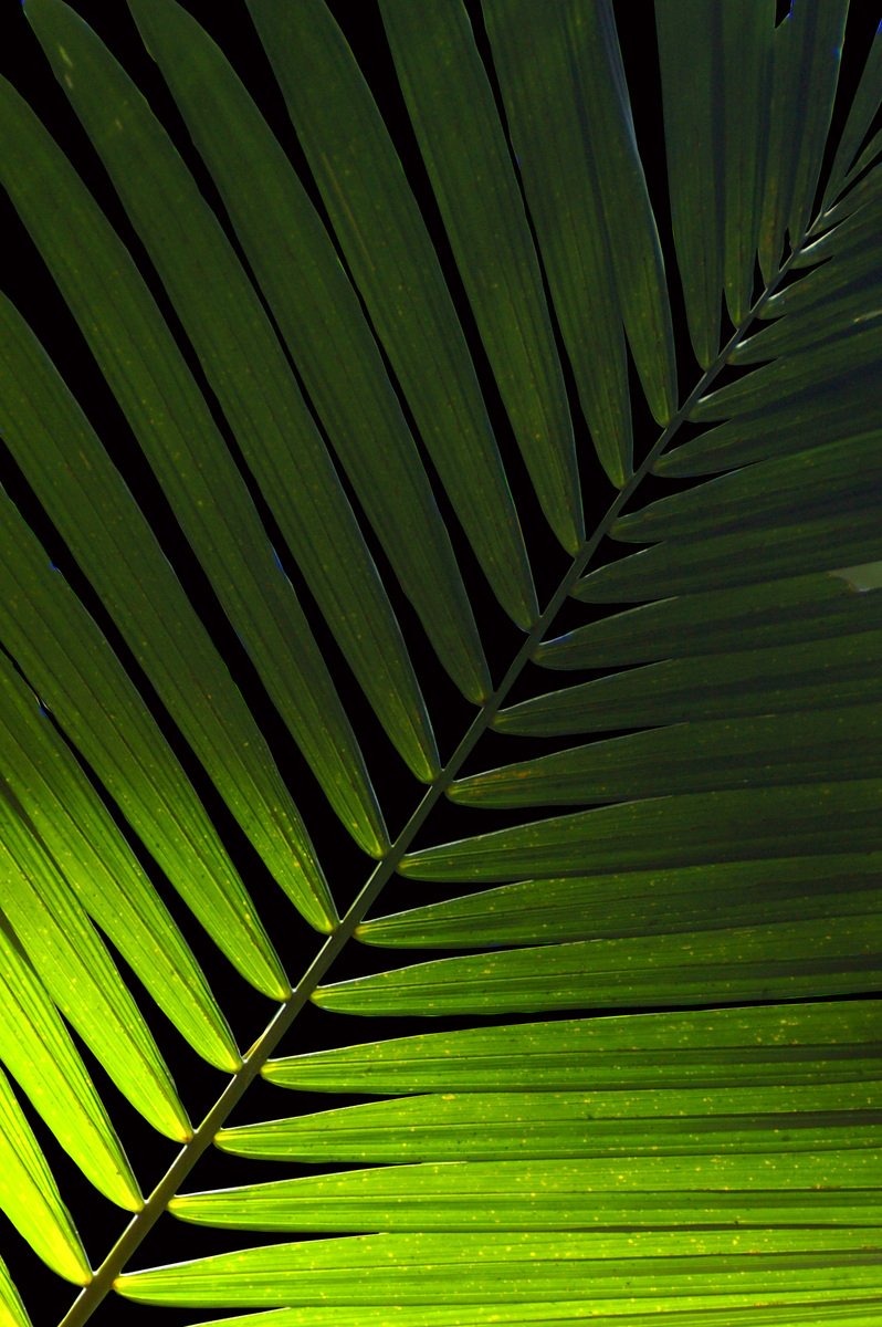 the back side of a large tropical leaf