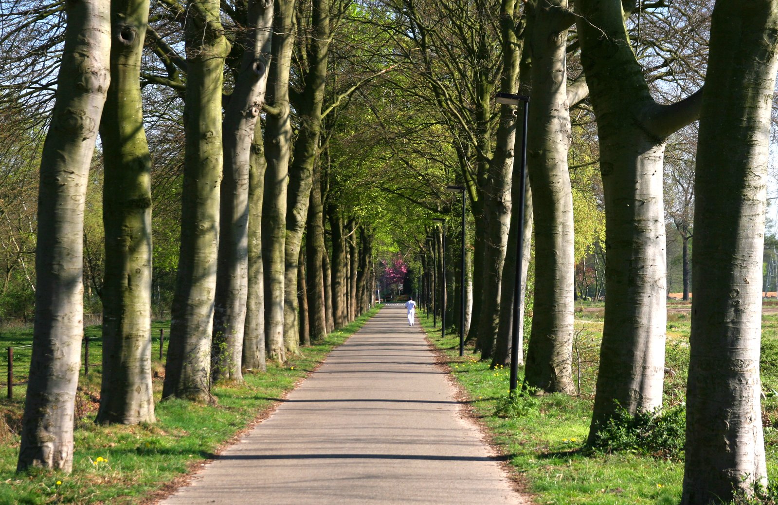 a walkway lined with many trees in a park