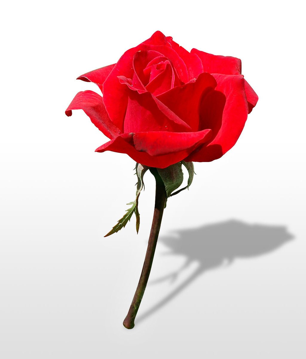 the shadow of a single red rose flower on a white background