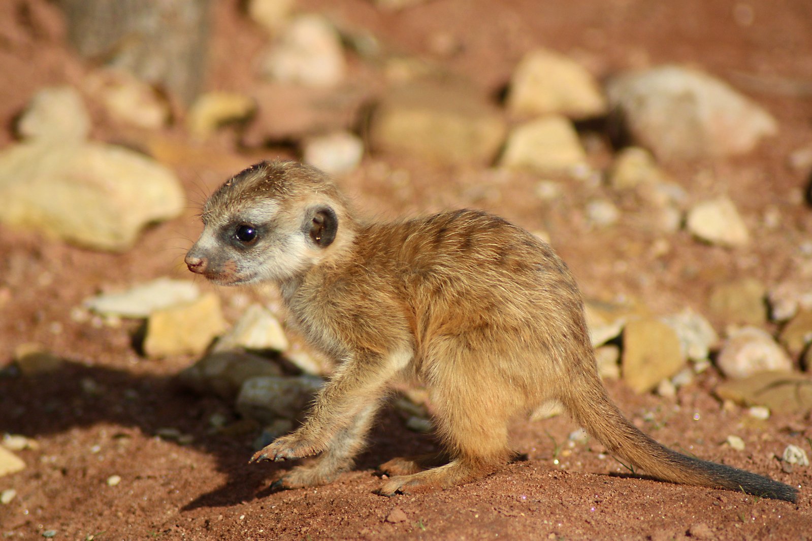 a small brown animal standing on top of a rocky field