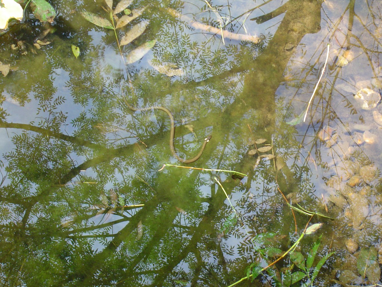 a pond with a fish swimming it's long stem