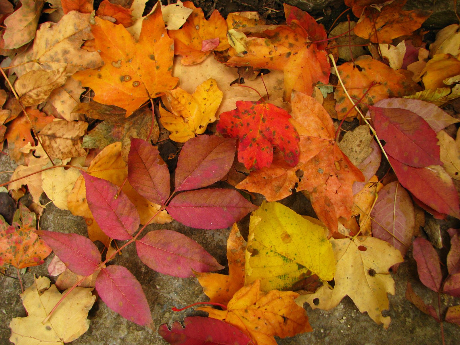 autumn foliage lying on a pavement in a forest