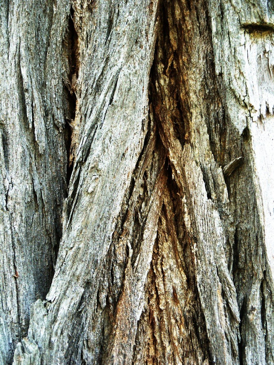 the bark on a tree with some little dots