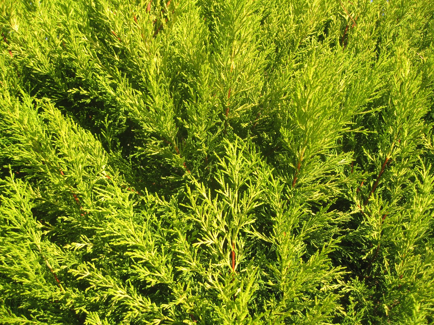 a bush with green leaves and some brown birds