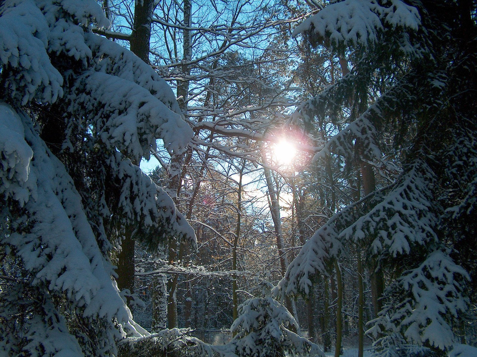 sunlight is shining through the trees in the snowy woods