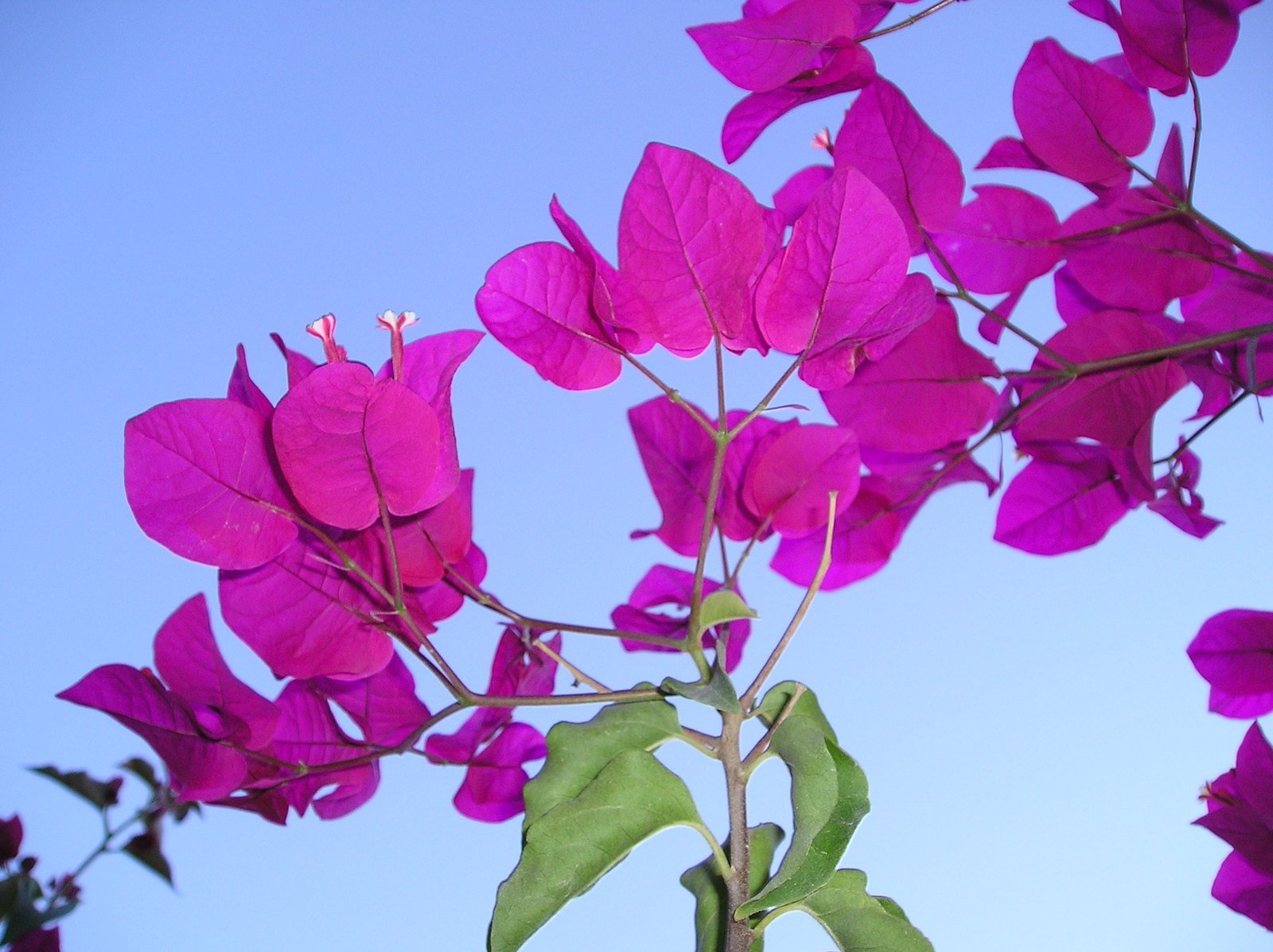 a bunch of pink flowers are set on a clear day