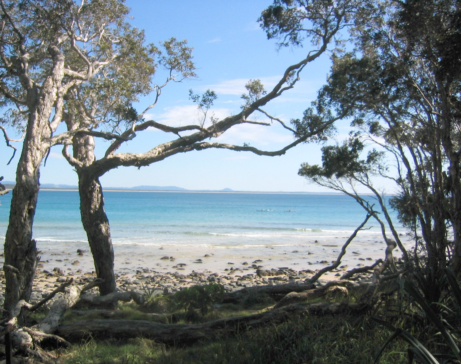 a group of trees on a beach near the ocean