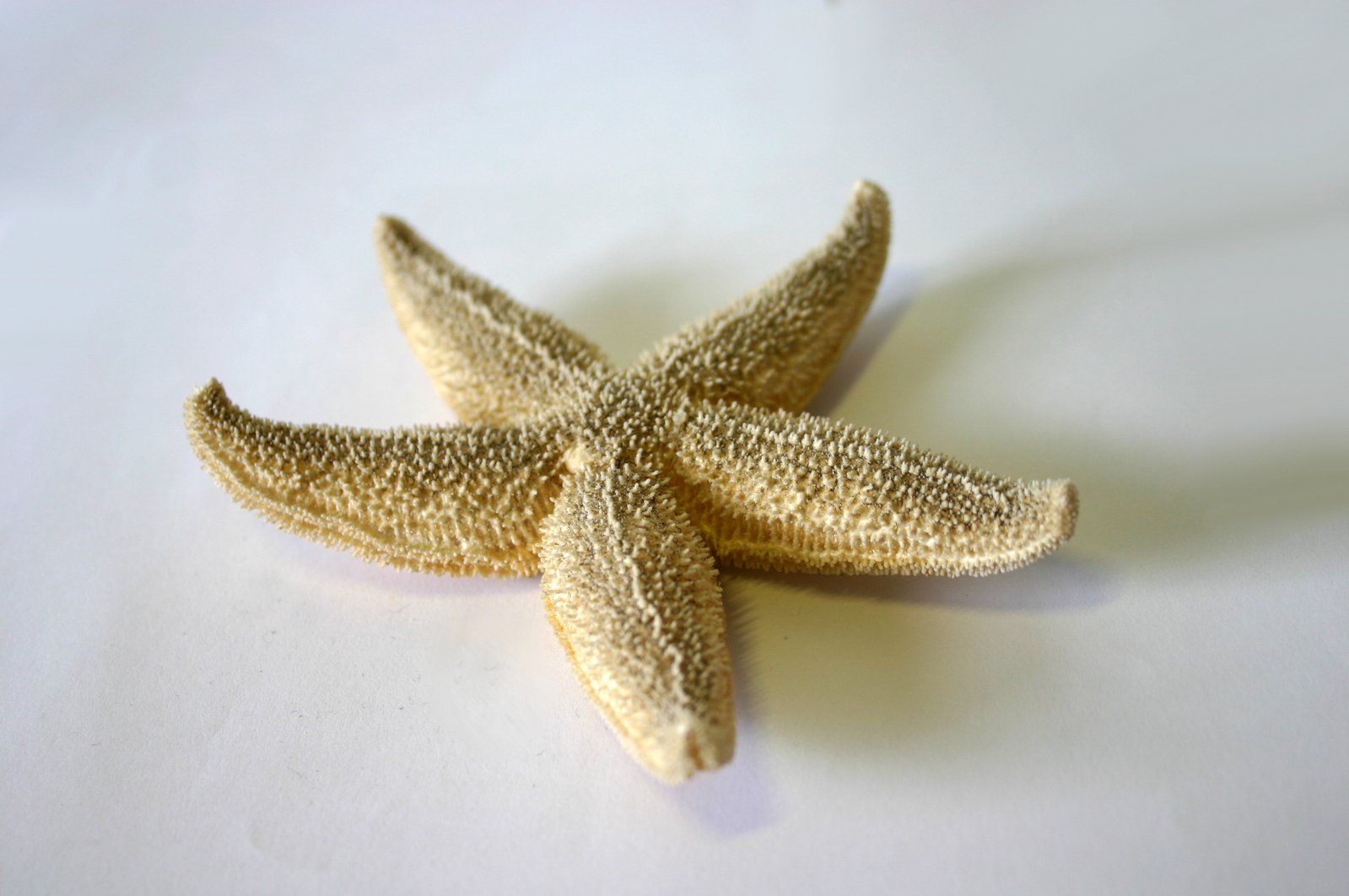 three different kinds of starfish are depicted on a white surface