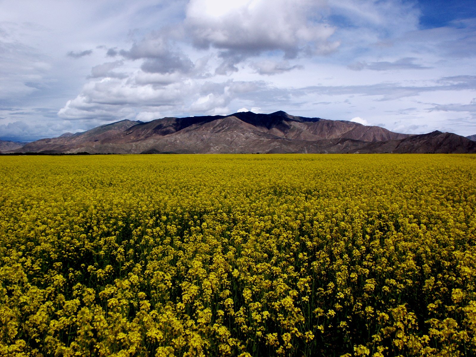 an image of yellow flower field on an overcast day