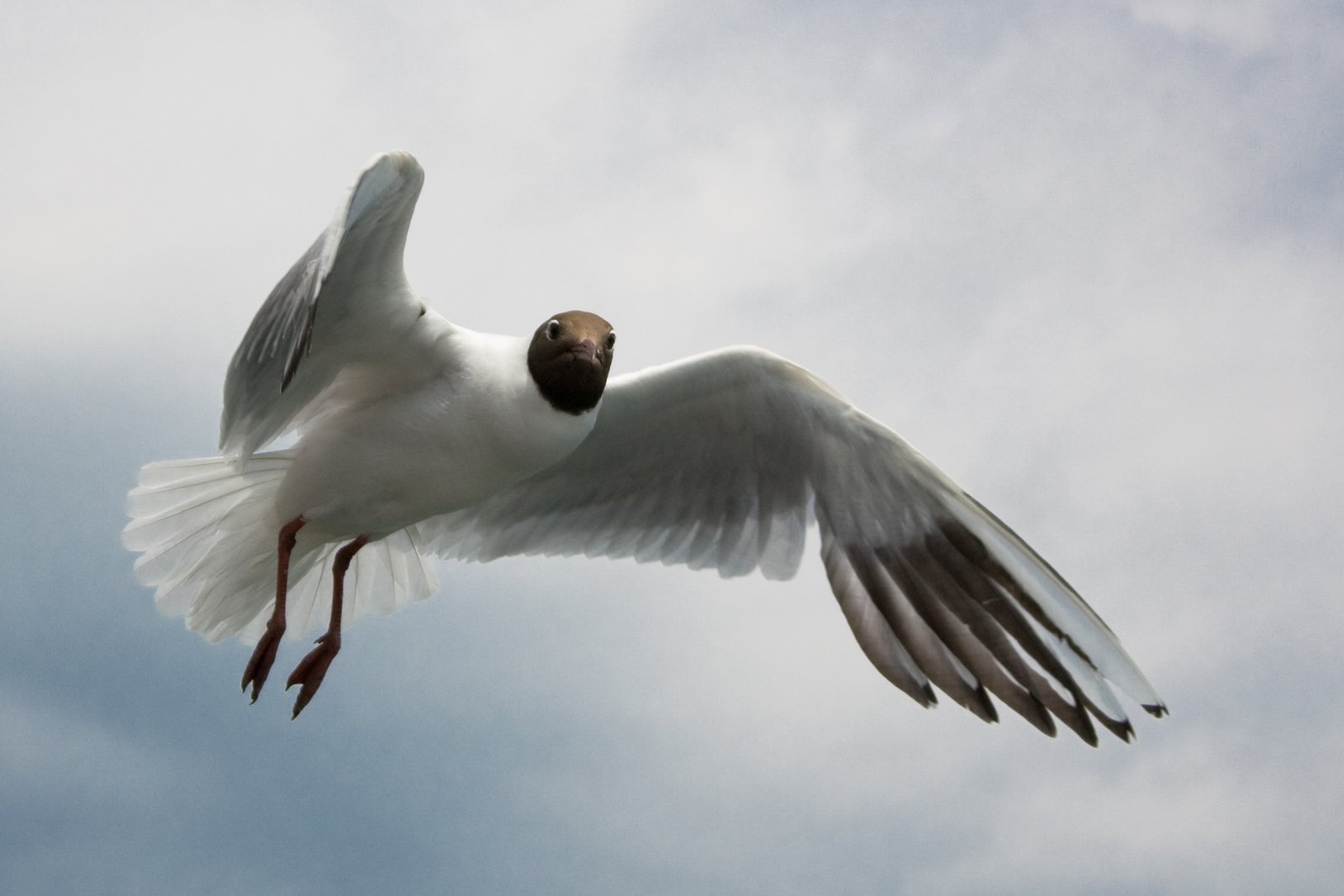 a white bird with orange beak flying through the sky