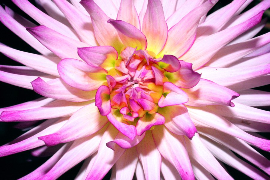 an up close s of a pink flower