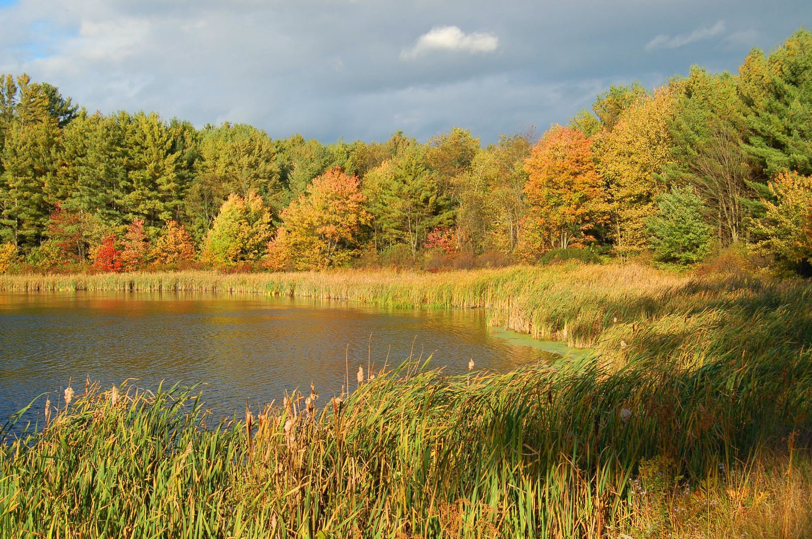 the pond is surrounded by tall grass and colorful trees