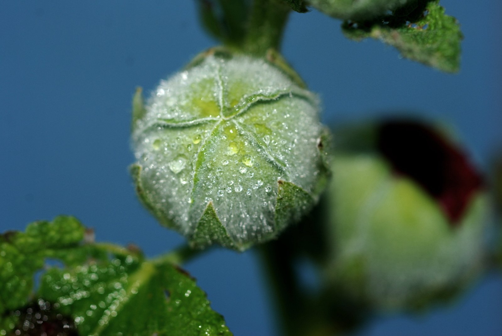 small plant leaves with water droplets on them