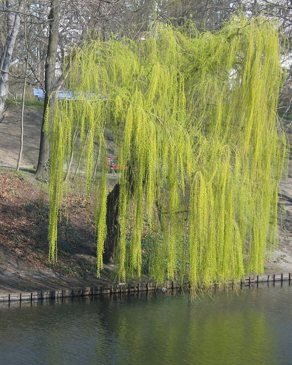 a green tree next to the water in a park