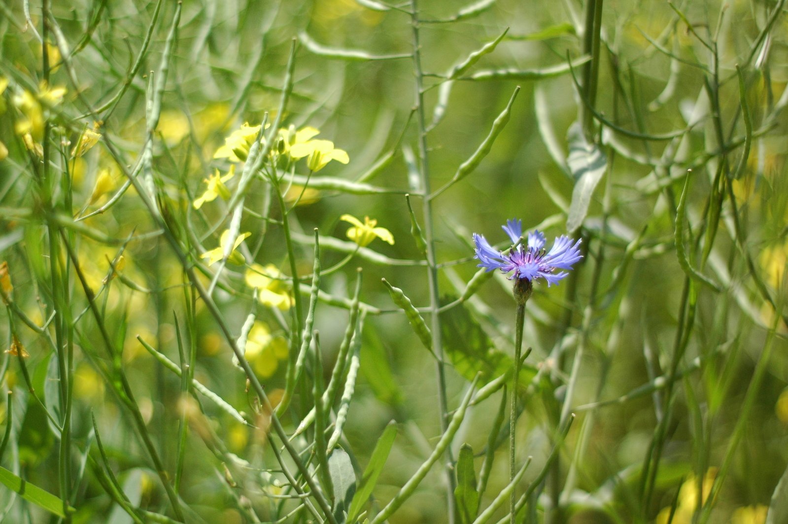 a blue and white flower surrounded by tall grass