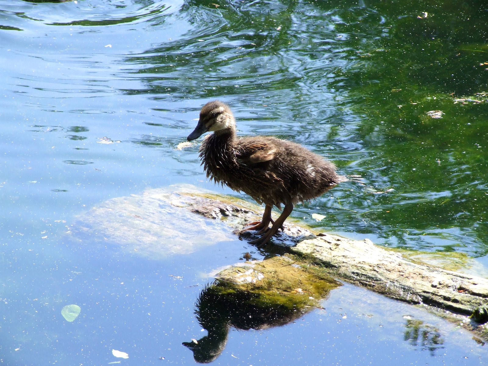 a duck standing on top of a rock next to water