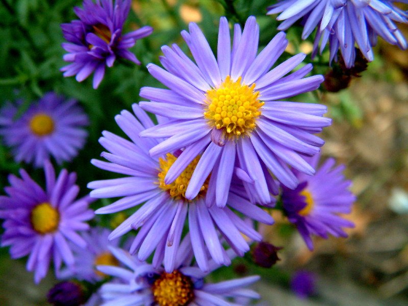 many purple flowers with yellow centers on them