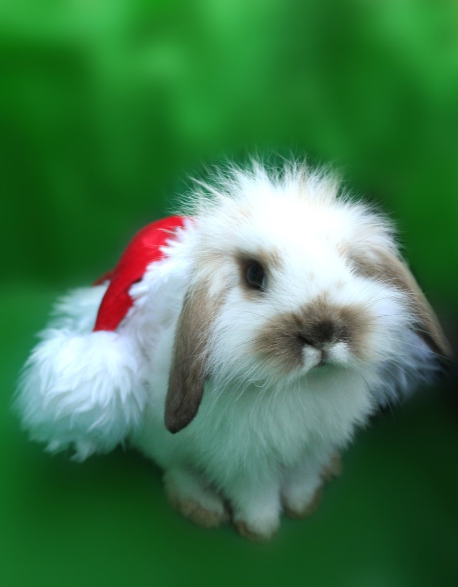 a small rabbit wearing a santa hat